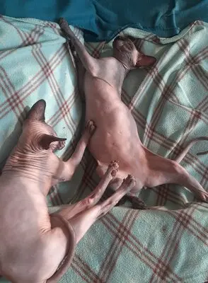 Sphynx, Canadian Sphynx - Kater