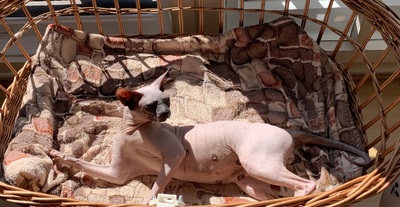 Sphynx, Don Sphynx - Kater