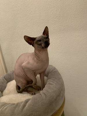 Sphynx, Don Sphynx - Kater