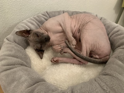 Sphynx, Don Sphynx - Kater