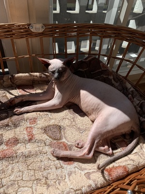 Sphynx, Don Sphynx - Kater