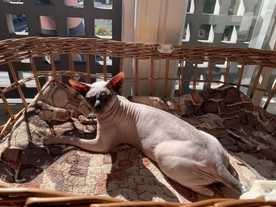 Sphynx, Don Sphynx - Kater