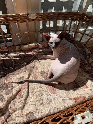Sphynx, Don Sphynx - Kater