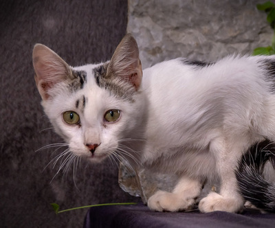 Spot - sehnt sich so sehr nach einem schönen Zuhause, Mix - Kater