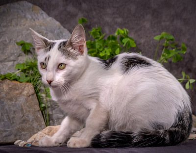 Spot - sehnt sich so sehr nach einem schönen Zuhause, Mix - Kater