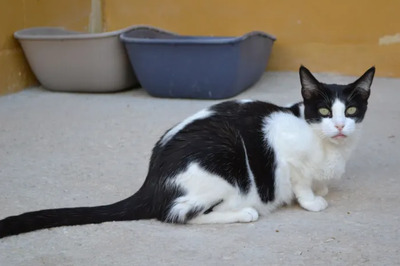 Stacy - gemeinsam mit Miriam, EKH - Katze