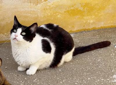 Stacy - gemeinsam mit Miriam, EKH - Katze