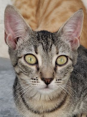 Star, Europäisch Kurzhaar - Katze