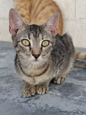 Star, Europäisch Kurzhaar - Katze