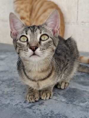 Star, Europäisch Kurzhaar - Katze