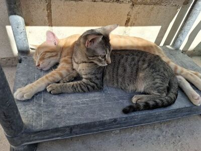 Star, Europäisch Kurzhaar - Katze