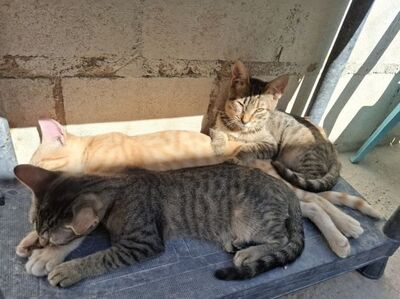 Star, Europäisch Kurzhaar - Katze