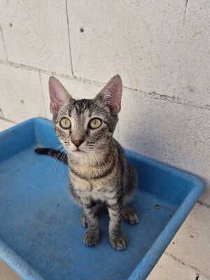 Star, Europäisch Kurzhaar - Katze