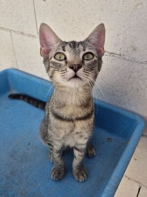 Star, Europäisch Kurzhaar - Katze