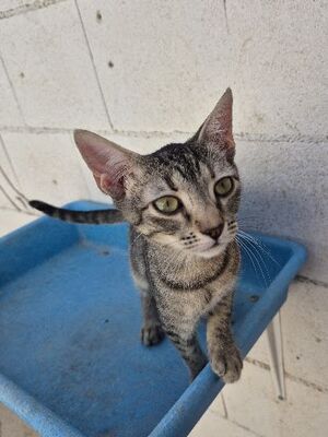 Star, Europäisch Kurzhaar - Katze