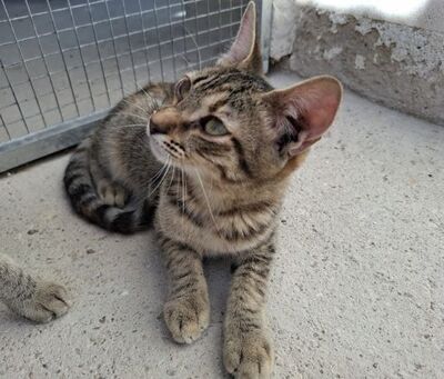 Star, Europäisch Kurzhaar - Katze