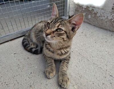 Star, Europäisch Kurzhaar - Katze