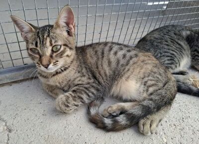 Star, Europäisch Kurzhaar - Katze