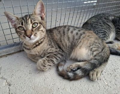 Star, Europäisch Kurzhaar - Katze