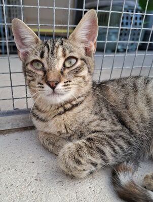 Star, Europäisch Kurzhaar - Katze