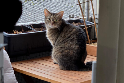 Stella, Europ Kurzhaar - Katze