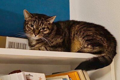 Stella, Europ Kurzhaar - Katze