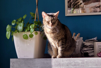 Stella, Europ Kurzhaar - Katze