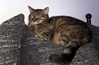 Stella, Europ Kurzhaar - Katze