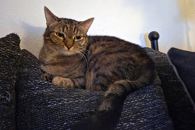 Stella, Europ Kurzhaar - Katze