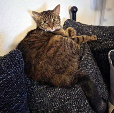 Stella, Europ Kurzhaar - Katze