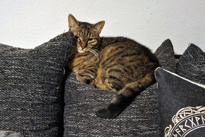 Stella, Europ Kurzhaar - Katze