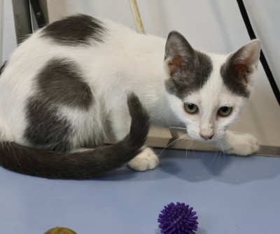 Stich, Mix Jungtier - Katze