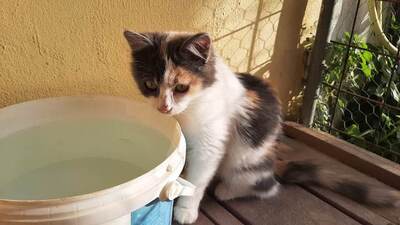 Stina - Abenteuerlustige Katze, ca. 4 Monate, Mischling Jungtier - Katze