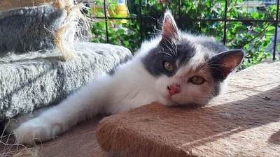 Stina - Abenteuerlustige Katze, ca. 4 Monate, Mischling Jungtier - Katze