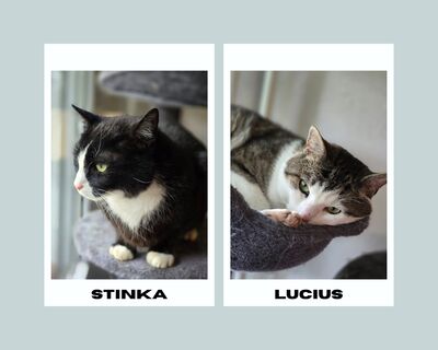 Stinka & Lucius, 2 Hauskatzen (Norwegische Waldkatze und eine Selkirk Rex) suchen neues liebevolles Zuhause - Kater 1