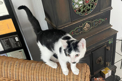 Stupsi, Europ Kurzhaar - Kater