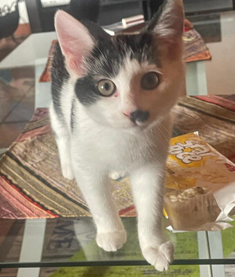 Stupsi, Europ Kurzhaar - Kater