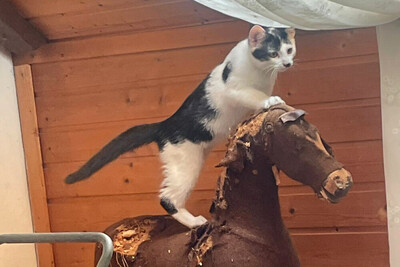 Stupsi, Europ Kurzhaar - Kater