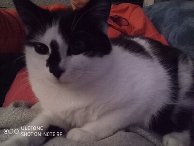 Stupsi und Alex, Hauskatze Jungtier - Kater