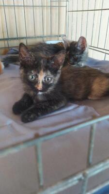 Sue, Mischling Jungtier - Katze