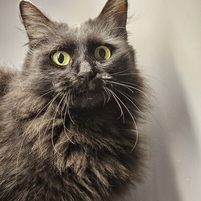 Süße Katze Gioia packt gern ihr Köfferchen, EKH Jungtier - Katze