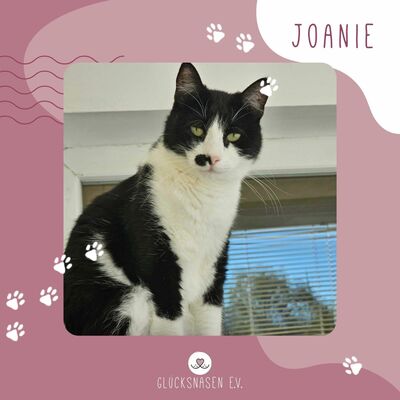 Süße Katze Joanie sucht ihr Personal, EKH - Katze