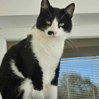 Süße Katze Joanie sucht ihr Personal, EKH - Katze
