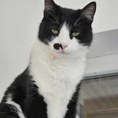 Süße Katze Joanie sucht ihr Personal, EKH - Katze