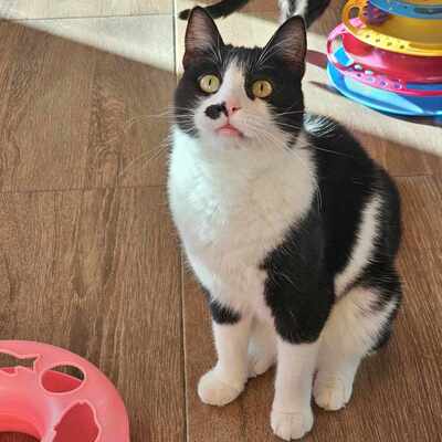 Süße Katze Joanie sucht ihr Personal, EKH - Katze