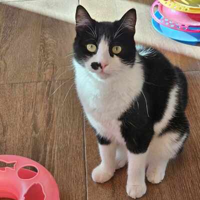 Süße Katze Joanie sucht ihr Personal, EKH - Katze