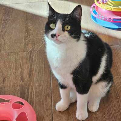 Süße Katze Joanie sucht ihr Personal, EKH - Katze