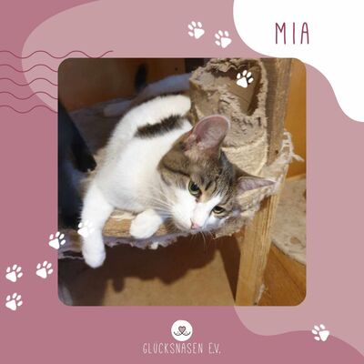 Süße Katze Mia möchte ein Familienmitglied werden, EKH - Katze 1