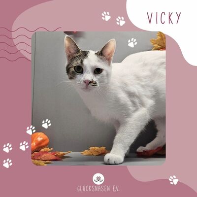 Süße Katze Vicky schmust gern, EKH - Katze 1