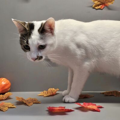 Süße Katze Vicky schmust gern, EKH - Katze